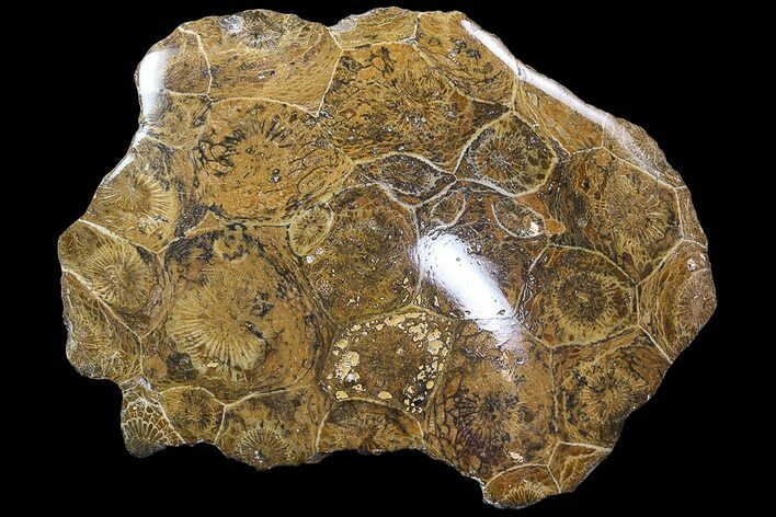 Polished Fossil Coral (Actinocyathus) - Morocco #85028